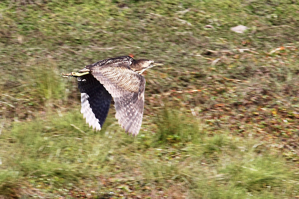 Australasian Bittern (Botaurus poiciloptilus)